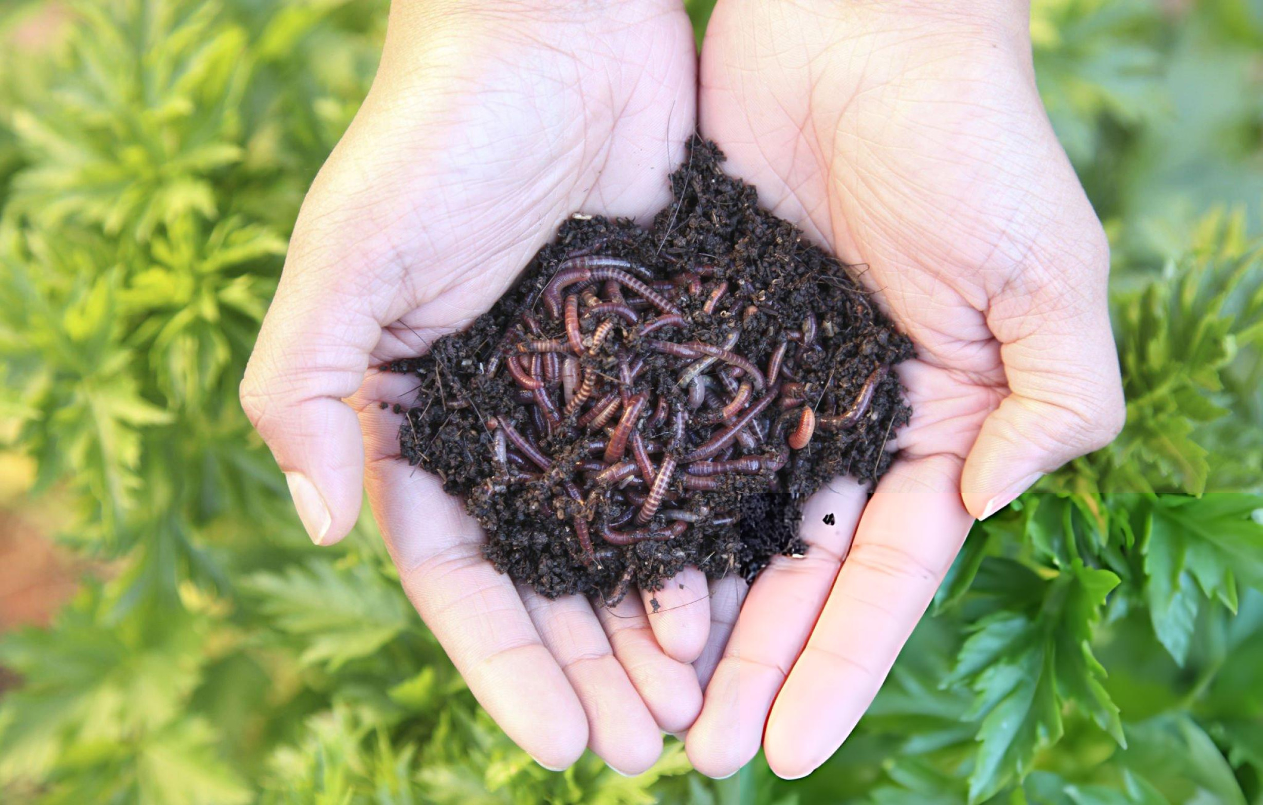 Eisenia fetida composting worms